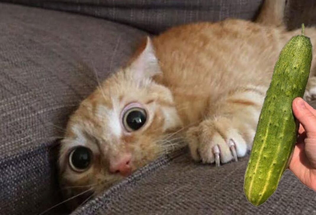 Чому кішки бояться огірків?