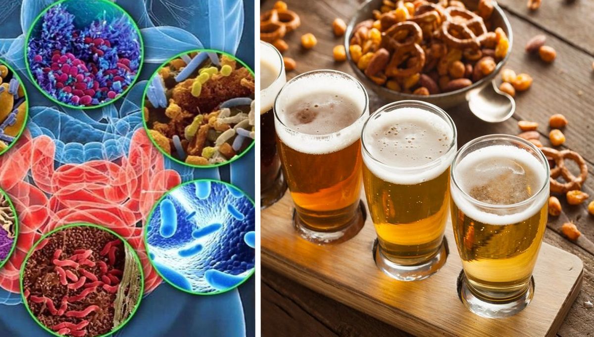 Вчені встановили, що світле пиво дуже корисне мікрофлори кишечника.