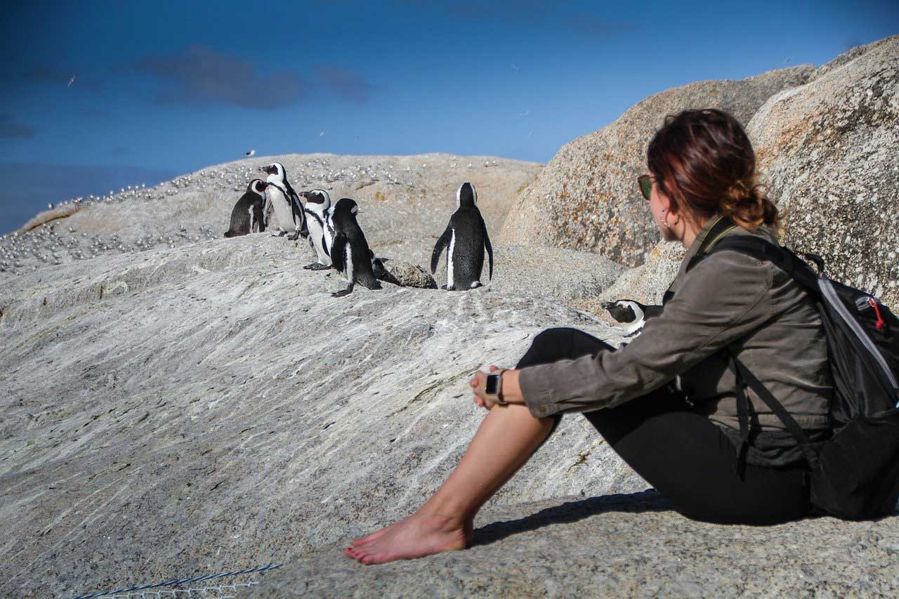 В Антарктиді з'явилася вакансія спостерігача за пінгвінами