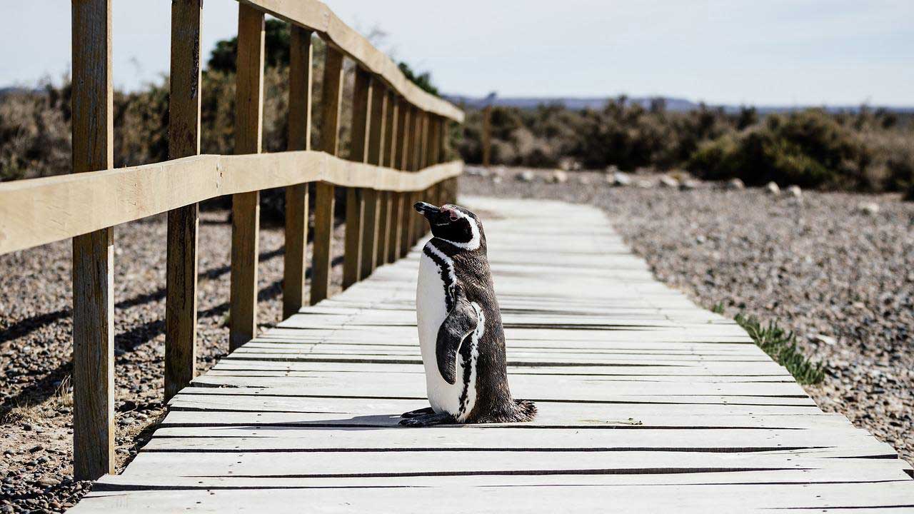 У зоопарку Японії пінгвіни оголосили голодування через дешеву рибу