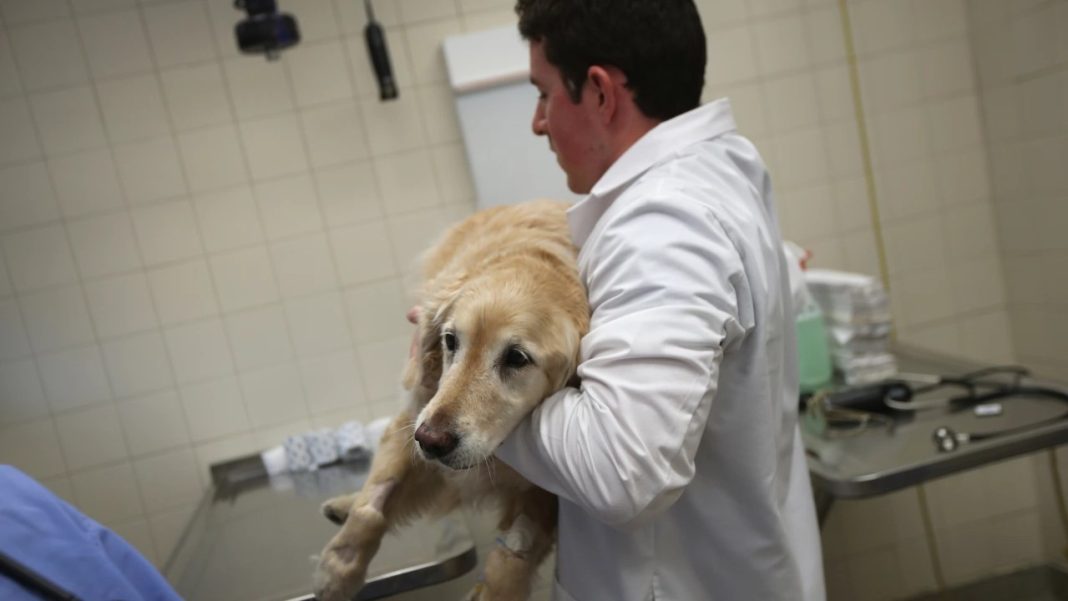 Собака потрапив до лікарні після того, як його господиня вирішила з його допомогою задовольнити свою потребу